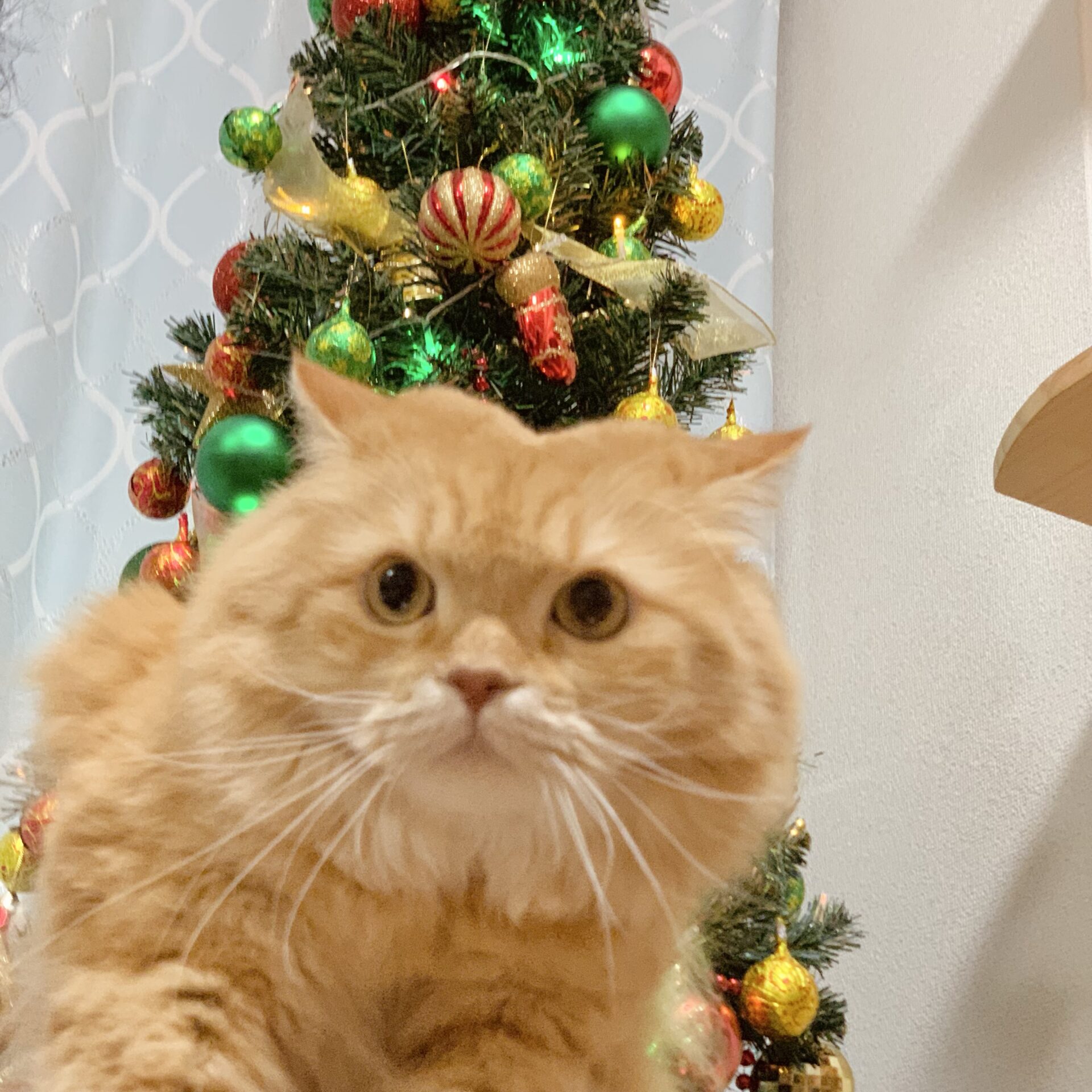 クリスマスツリーと猫
