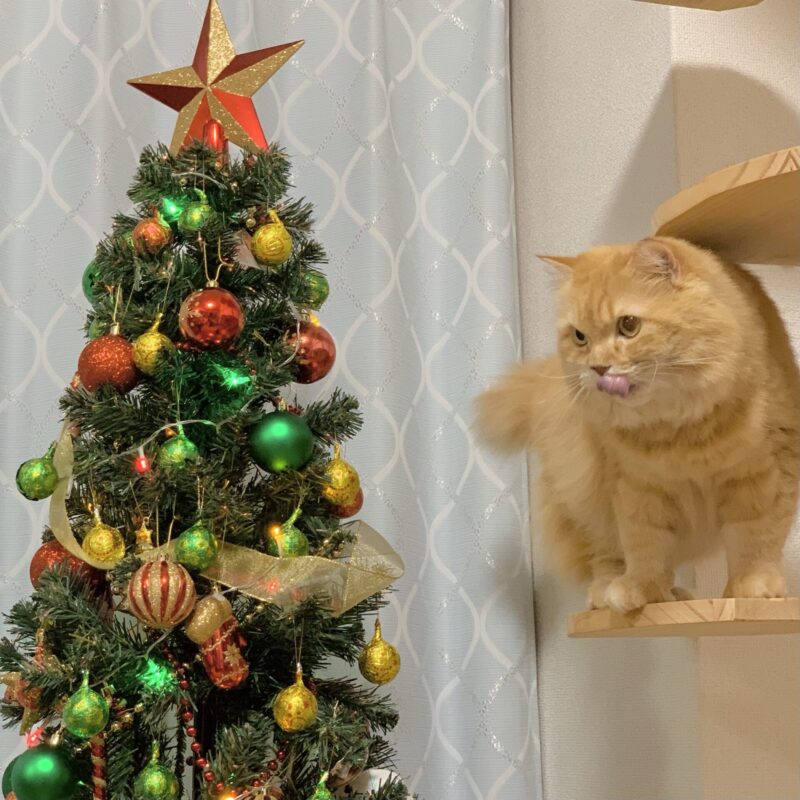 クリスマスツリーとペルシャ猫